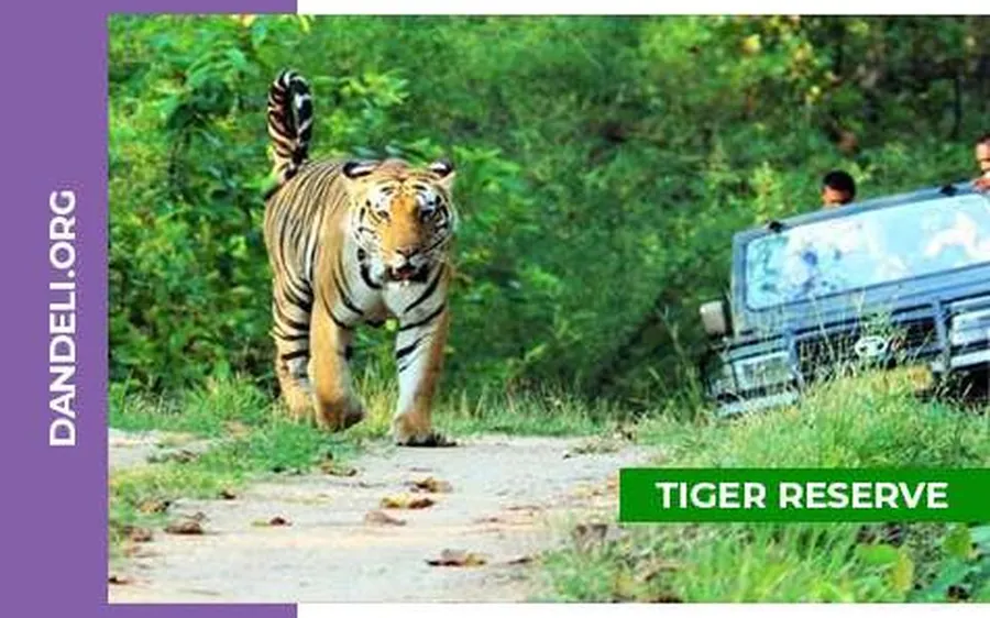 Open jeep jungle safari through forest near Dandeli