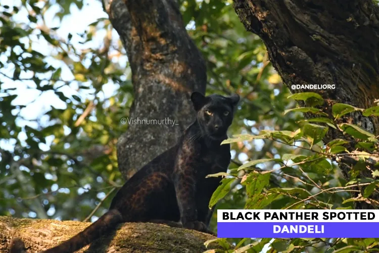 Black panther (melanistic leopard) photographed in Dandeli forest