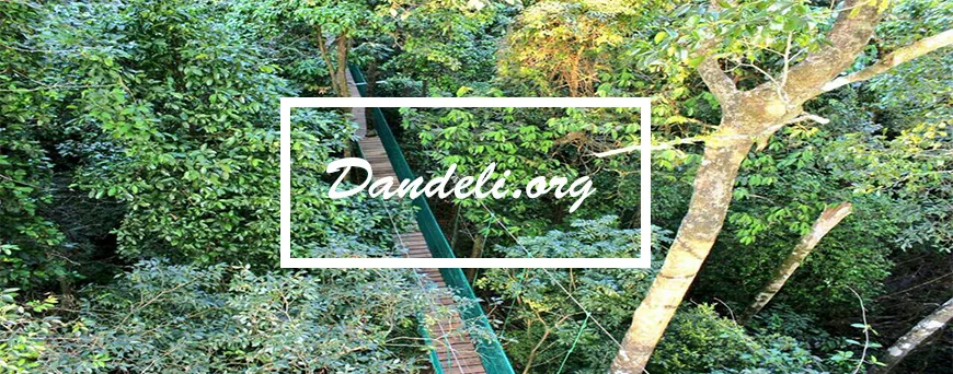 Canopy walk trail through Western Ghats forest near Dandeli