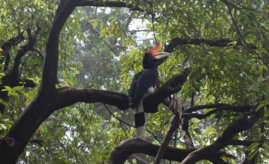 Hornbill habitat and forest around Dandeli