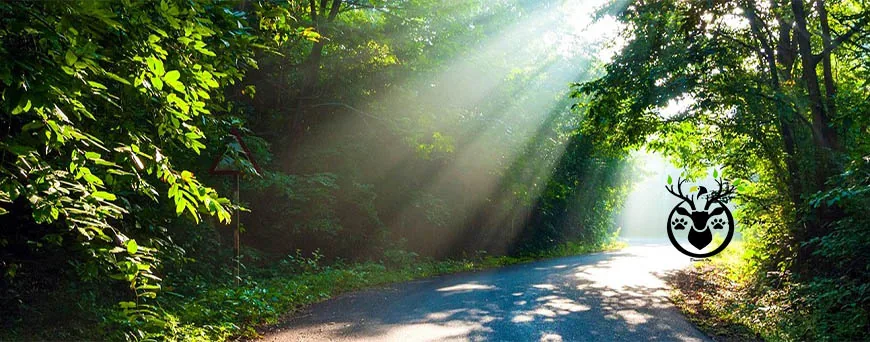 Road and forest approach toward Dandeli in the Western Ghats