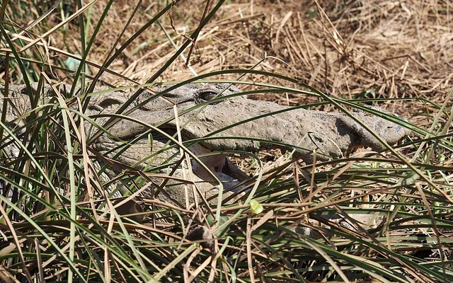 Kali river bank near Dandeli where crocodiles are spotted