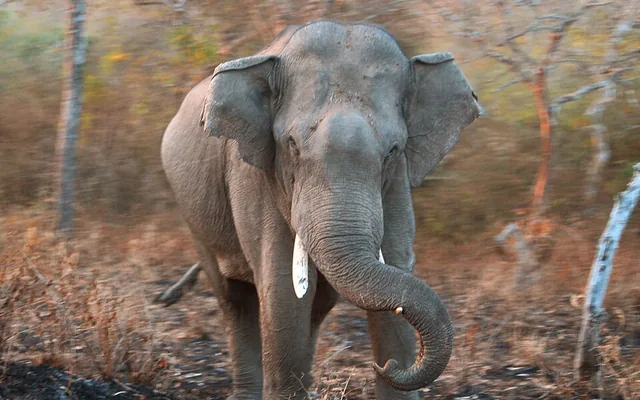 Dense forest near Pansoli village where elephants and wildlife are spotted
