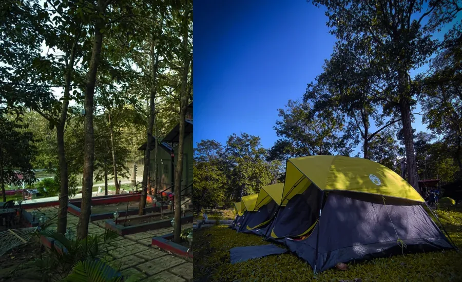 Shared yellow camping tents in Dandeli