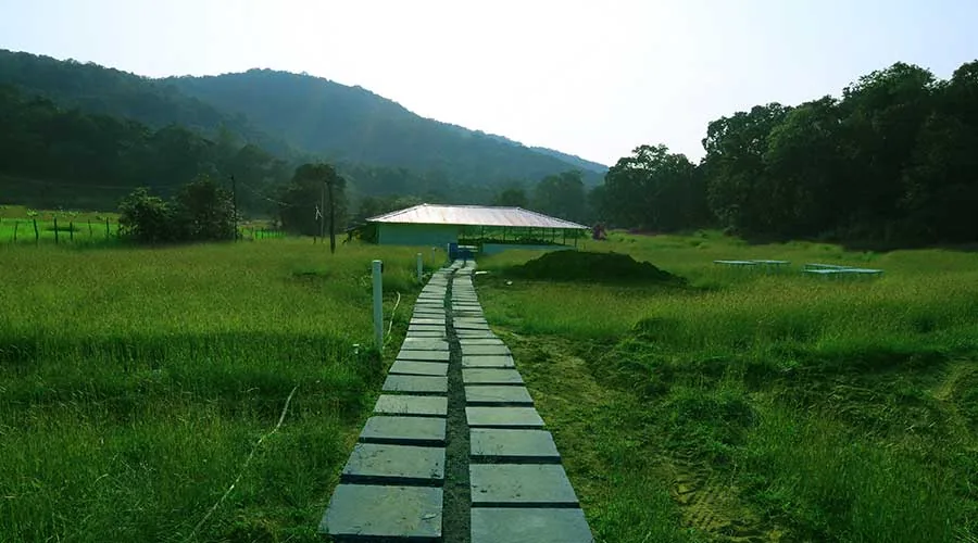 Stone pathway through grass toward the stay at Dark Forest Resort Homestay Dandeli