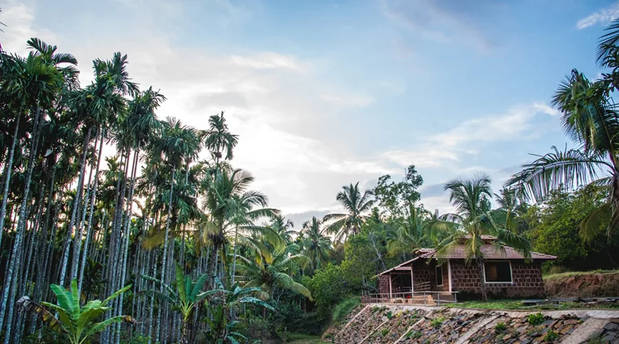 Laterite cottage among palms at Pepper Paradise Homestay Dandeli