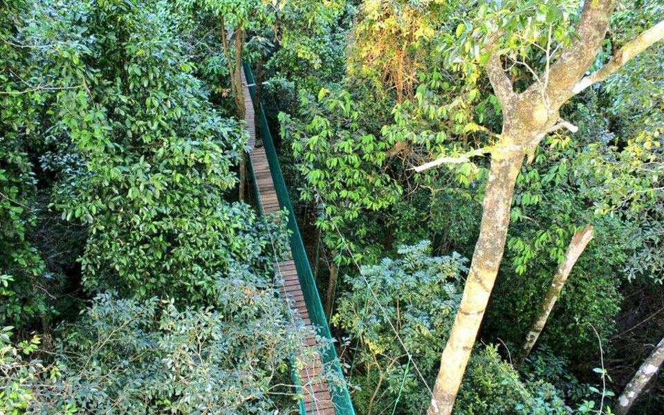 Canopy Walk in Dandeli