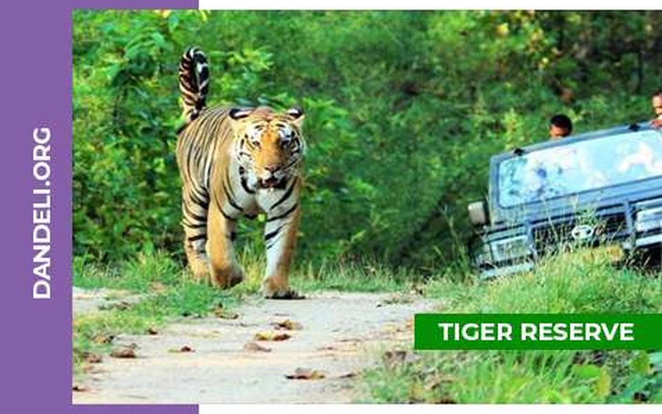 Jungle Safari in Dandeli