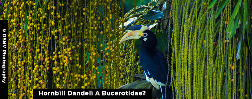 Hornbill Dandeli A Bucerotidae