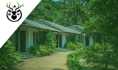 dandeli package